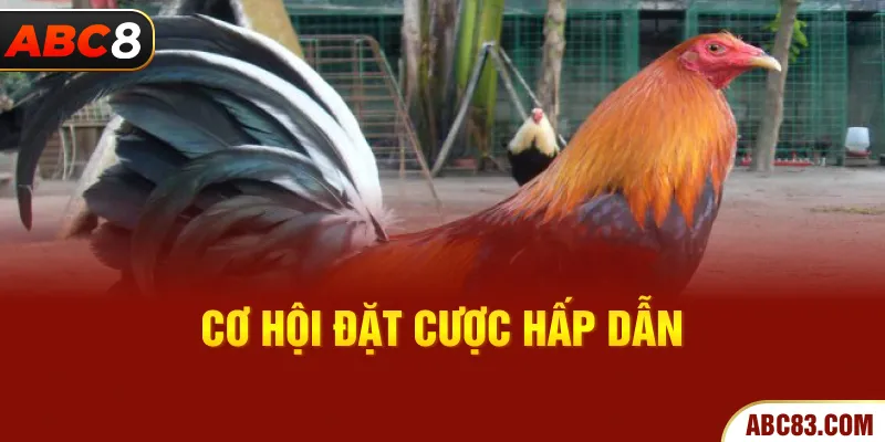 Cơ hội đặt cược hấp dẫn