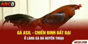 Gà Asil - Chiến Binh Bất Bại Ở Làng Gà Đá Huyền Thoại