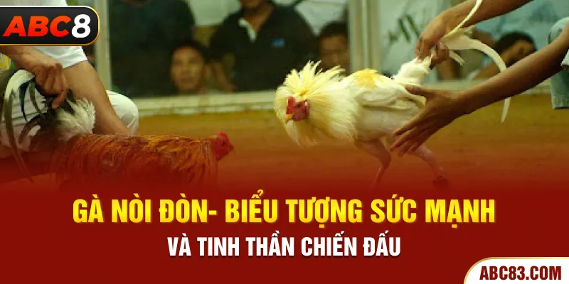 Gà Nòi Đòn - Biểu Tượng Sức Mạnh Và Tinh Thần Chiến Đấu