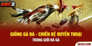 Giống Gà Đá - Chiến Kê Huyền Thoại Trong Giới Đá Gà