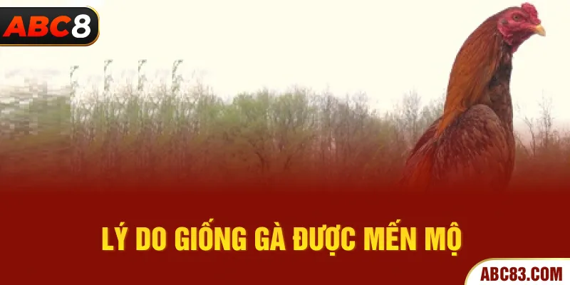 Lý do giống gà được mến mộ