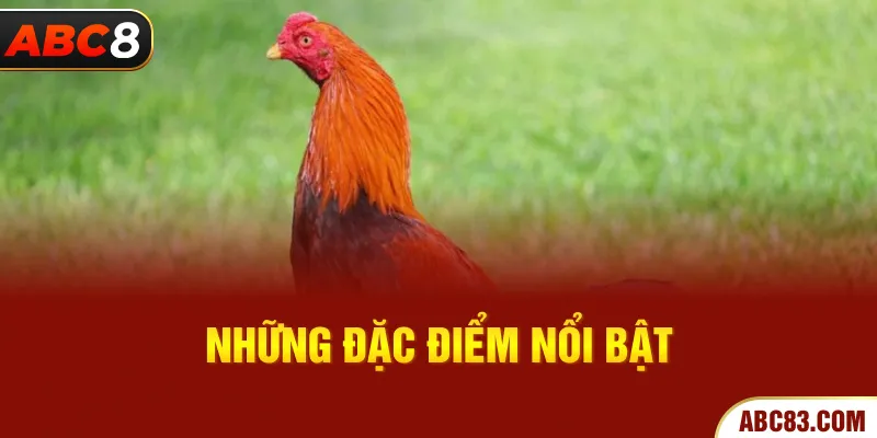 Những đặc điểm nổi bật 