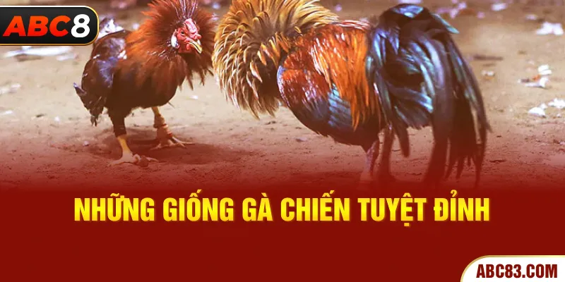 Những giống gà chiến tuyệt đỉnh